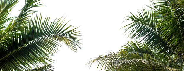 Coconut palm tree branches banner background