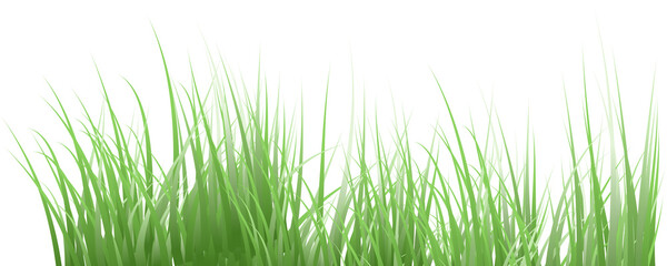 green grass transparent background
