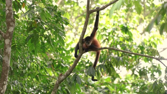A spider monkey in Costa Rica 