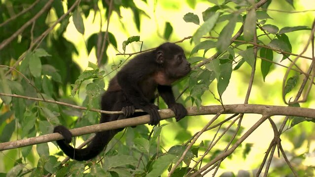 A howler monkey in Costa Rica