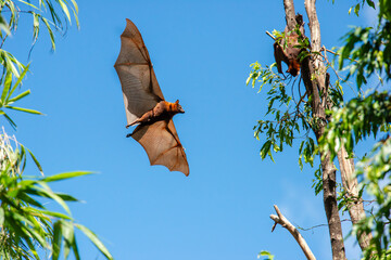 Grey-headed flying fox is a megabat native to Australia, this flying fox is the largest bat in Australia, its scientific name is Pteropus poliocephalus and the bat is currently listed as vulnerable.