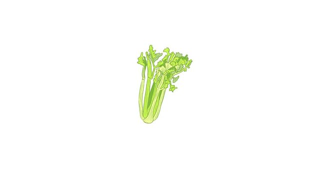 Whole raw fresh isolated celery