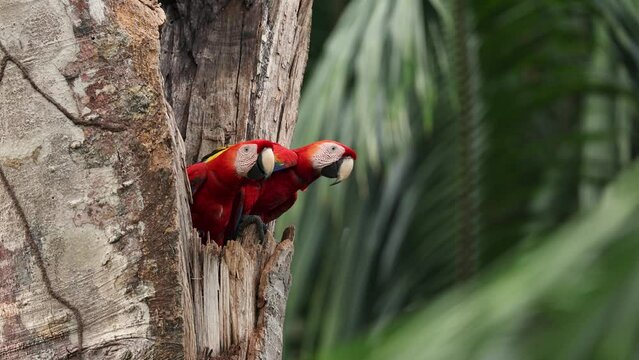 Scarlet Macaw in Costa Rica in the rainforest