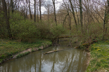 The river in the forest.