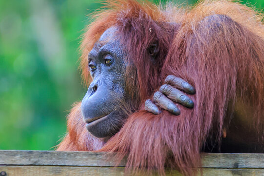 orangutans or pongo pygmaeus is the only asian great found on the island of Borneo and Sumatra