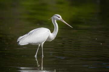 Naklejka premium Capture White bird with long legs stands gracefully in shallow water