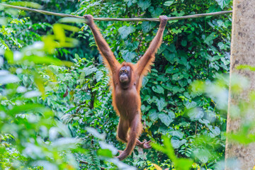 orangutans or pongo pygmaeus is the only asian great found on the island of Borneo and Sumatra