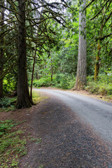 curvy road in the forest park with tall trees in nature