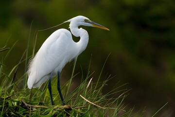Eastern great egret, elegant avian species in natural habitat