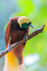 Lesser Bird of Paradise or Paradisaea minor. One Of the most exotic birds in Papua New Guinea. © Yusnizam Yusof