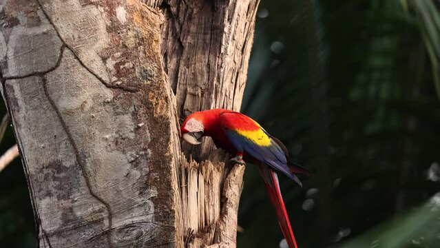 Scarlet Macaw in Costa Rica in the rainforest