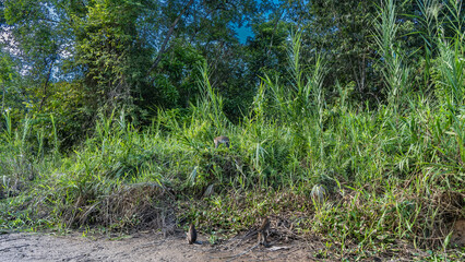 Naklejka na ściany i meble A family of long-tailed monkeys frolic in thickets of lush green grass. The monkeys are feeding and resting. Rain forest trees against a blue sky background. Malaysia. Borneo. Sandakan.