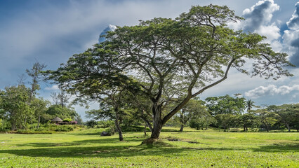 Fototapeta na wymiar Sprawling deciduous trees grow on a green lawn in the park. Crowns against a blue sky and clouds. Shadows on the grass. A gazebo for relaxing is visible in the distance. Malaysia. Borneo.Kota Kinabalu
