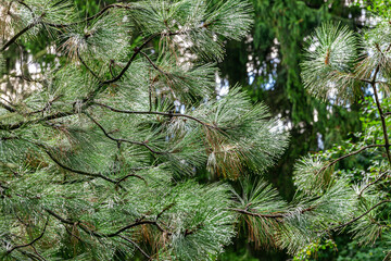 green coniferous twigs with raindrops. closeup of pine tree branches after rain in forest. - 774579233