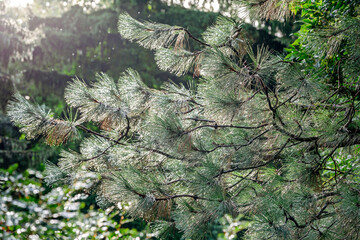 green pine tree branches with raindrops on needles in sunlight. selective focus. - 774579290
