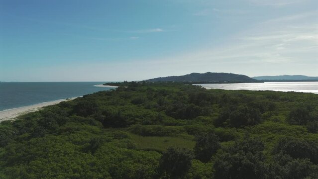 Natural forest at the tip of Daniela Beach in Florianopolis offers a serene escape into lush greenery.