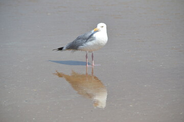 A seagull stands on the sand at the ocean's edge, gazing leftward, its reflection mirrored in the waters of Ponce Inlet, Jetty Beach, Florida.