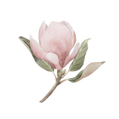 Light pink magnolia flower on stem in bloom. Floral watercolor illustration isolated on white background