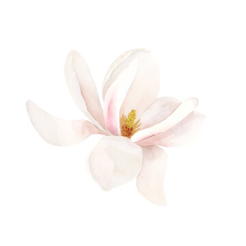 Light pink magnolia flower in bloom. Floral watercolor illustration hand painted isolated on white background.