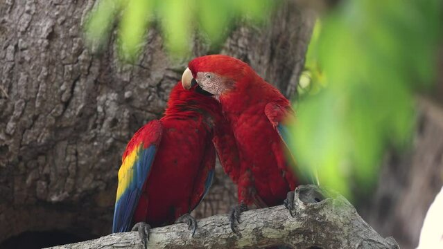 Scarlet Macaw in Costa Rica in the rainforest