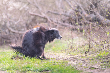 Black dog walking in the forest, sniffing, looking, searching, marking, territory, old, gray, pooping