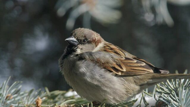 Close up: Snow flakes drift twice onto male Sparrow in spruce tree