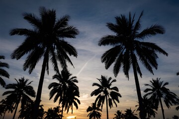 Fototapeta na wymiar Palm tree silhouettes against sunset sky, tropical evening ambiance