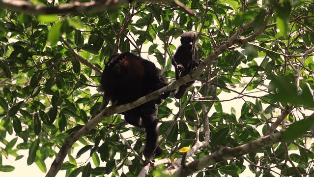 A howler monkey in Costa Rica