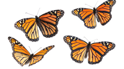 
set of butterflies white background transparent 