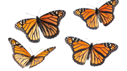 
set of butterflies white background transparent 