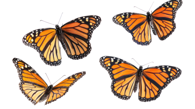 
set of butterflies white background transparent 