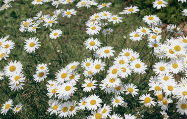 gros plan sur des fleurs aux pétales blanches et au centre jaune en été lors d'une journée...