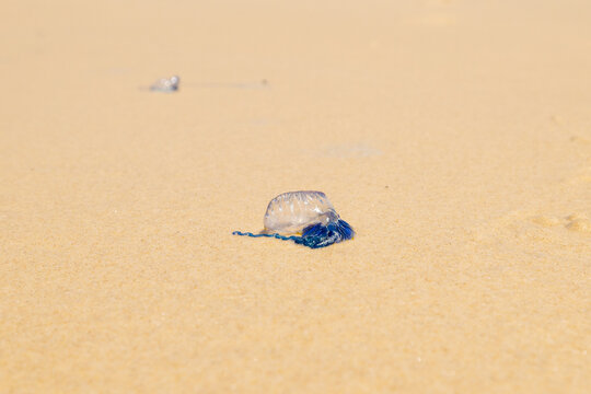 Bluebottle jellyfish (Portuguese man o' war, man-of-war) along 75 mile beach on the sand island of K’gari (Fraser Island), Queensland, Australia