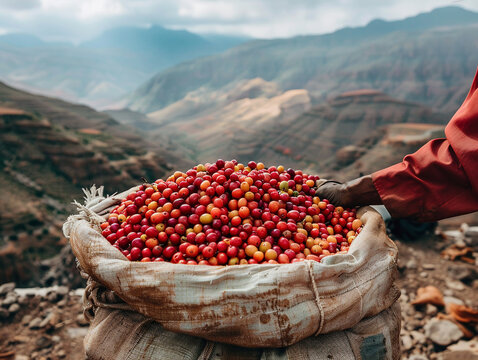 A photo of coffee cherries being collected in a fabric sling in Yemen the arid and mountainous terrain in the background contributing to a stark