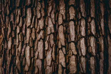 Scene Detailed close up of tree bark texture, natural background