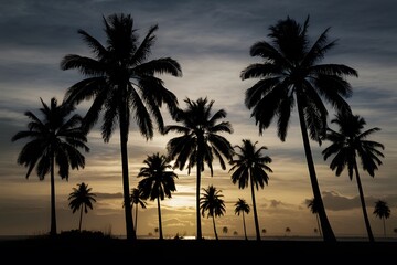 Obraz premium Scene Silhouette of palm trees at sunset, tropical landscape photo