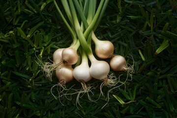 Shallots, herbaceous plants with pungent odor, Thai herbal plant photo