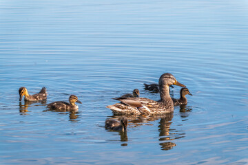 A family of ducks, a duck and its little ducklings are swimming in the water. The duck takes care of its newborn ducklings. Mallard, lat. Anas platyrhynchos