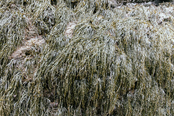 Gros plan sur la surface d'une roche recouverte d'algues verte humides en été lors d'une journée ennuagée