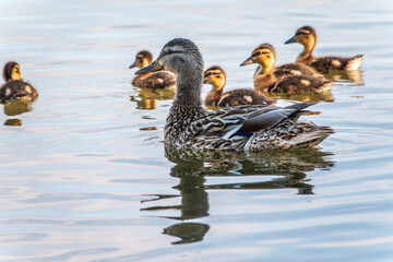 A family of ducks, a duck and its little ducklings are swimming in the water. The duck takes care of its newborn ducklings. Mallard, lat. Anas platyrhynchos