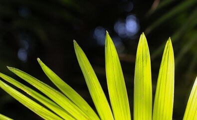 Detalhe de um folha de palmeira com fundo escuro 