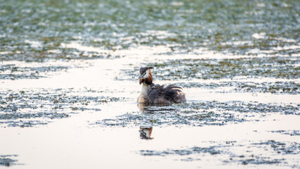 Fototapeta premium The water bird Great crested Grebe, Podiceps cristatus, swimming in the lake, and its cute babies riding on its back