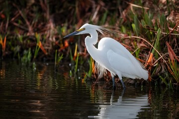 Snowy egret in the water, birdwatching photography, wildlife habitat - obrazy, fototapety, plakaty