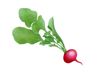 赤いラディッシュのリアルな水彩イラスト