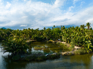 Coconut forest scenery on Coconut Island, Sanya, Hainan, China