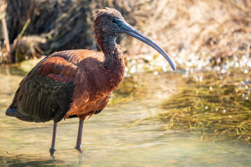 The glossy ibis, latin name Plegadis falcinellus, searching for food in the shallow lagoon.