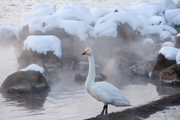 北海道の冬に湖畔に沸く温泉で過ごす白鳥 © akira_yonezu