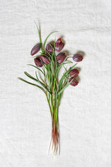 Fritillaria Meleagris spring flowers on light cloth texture background, top view fresh blooming purple tiger tulips wildflowers, floral botanical aesthetic flat lay, closeup flowery pattern