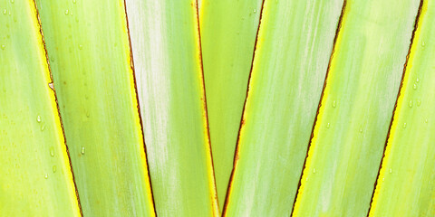 Texture banana palm leaf with Raindrops as natural banner background, abstract nature view....