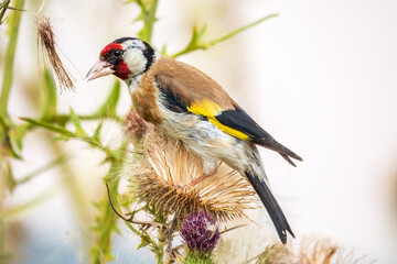 European goldfinch, feeding on the seeds of thistles. Carduelis carduelis.